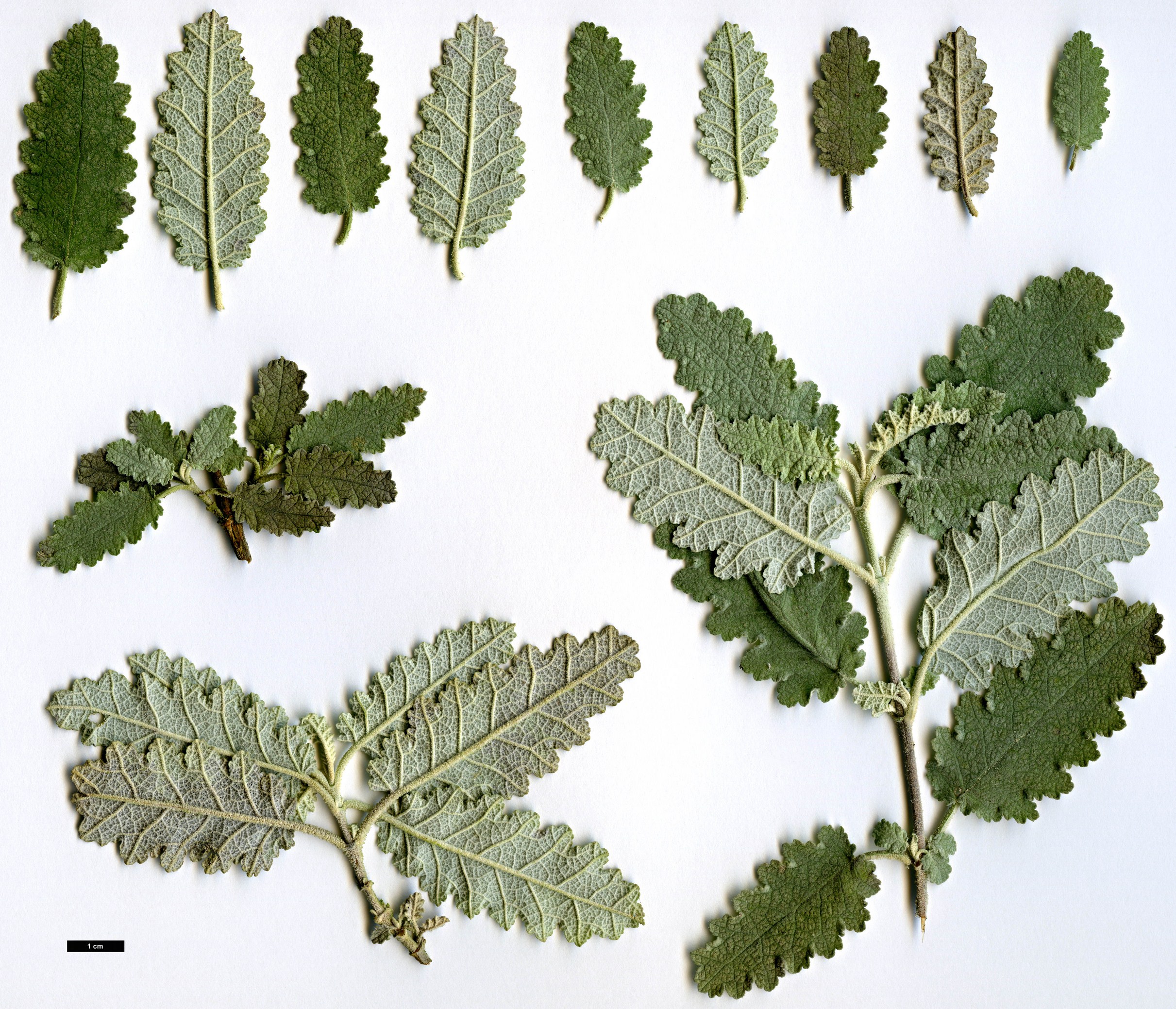 High resolution image: Family: Scrophulariaceae - Genus: Buddleja - Taxon: glomerata